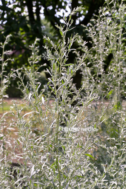 Artemisia ludoviciana - Western mugwort (112845)