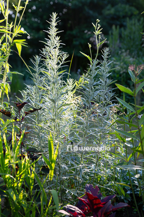 Artemisia ludoviciana 'Silver Queen' - Western mugwort (112848)