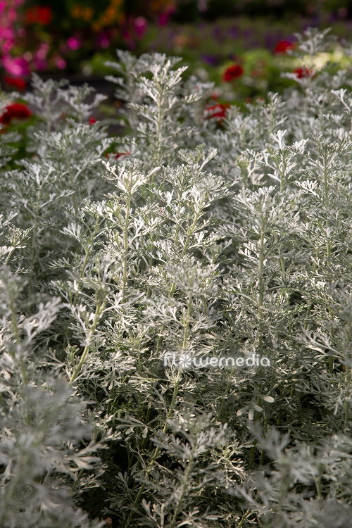 Artemisia 'Parfum d'Ethiopia' - Wormwood (112850)