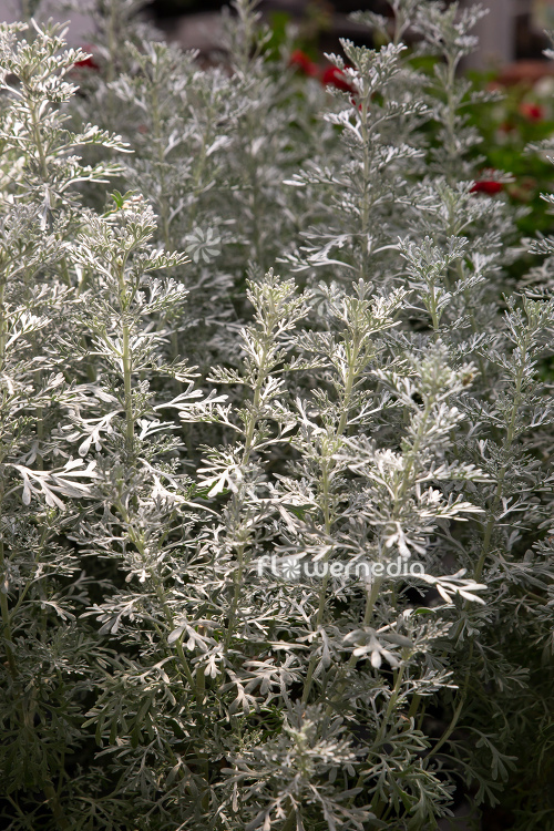 Artemisia 'Parfum d'Ethiopia' - Wormwood (112852)