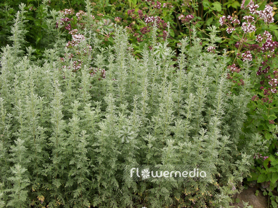 Artemisia pontica - Roman wormwood (100343)