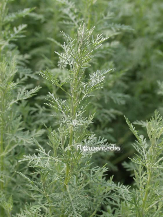 Artemisia pontica - Roman wormwood (112350)