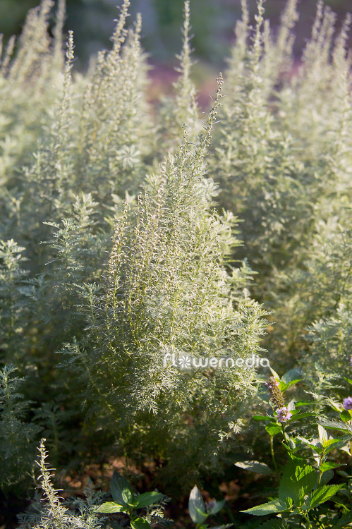 Artemisia pontica - Roman wormwood (112853)