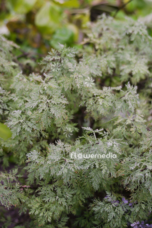 Artemisia pontica - Roman wormwood (112854)