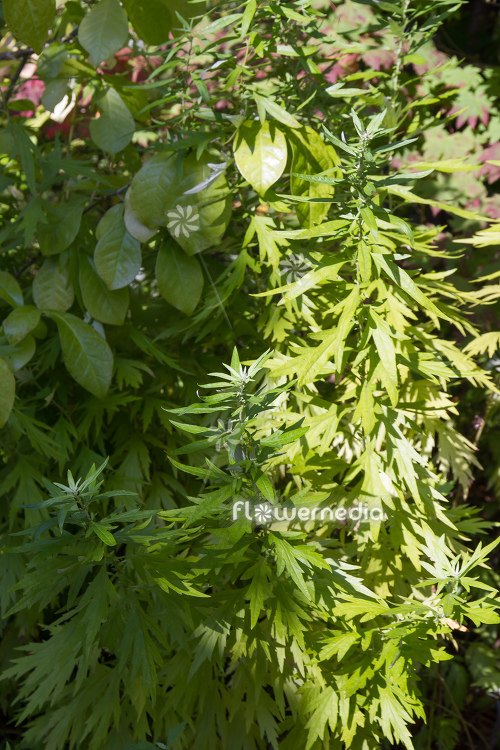 Artemisia princeps - Japanese mugwort (112855)