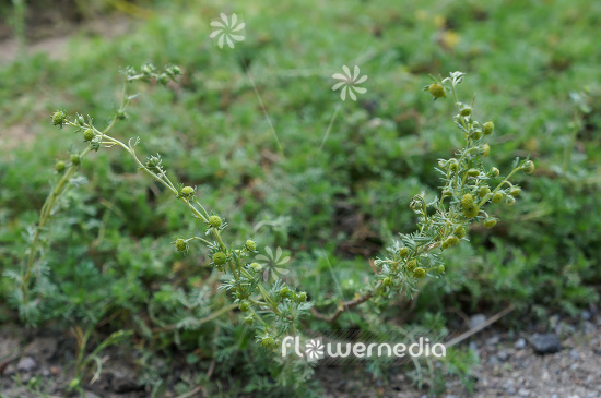 Artemisia rupestris - Rock wormwood (112856)