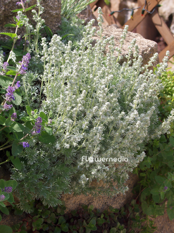 Artemisia schmidtiana 'Nana' - Dwarf Schmidt wormwood (100344)