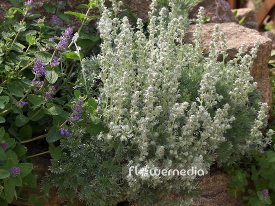 Artemisia schmidtiana 'Nana' - Dwarf Schmidt wormwood (100345)
