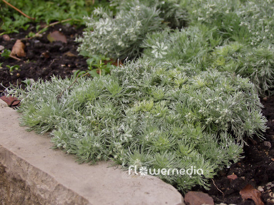 Artemisia schmidtiana 'Nana' - Dwarf Schmidt wormwood (100346)