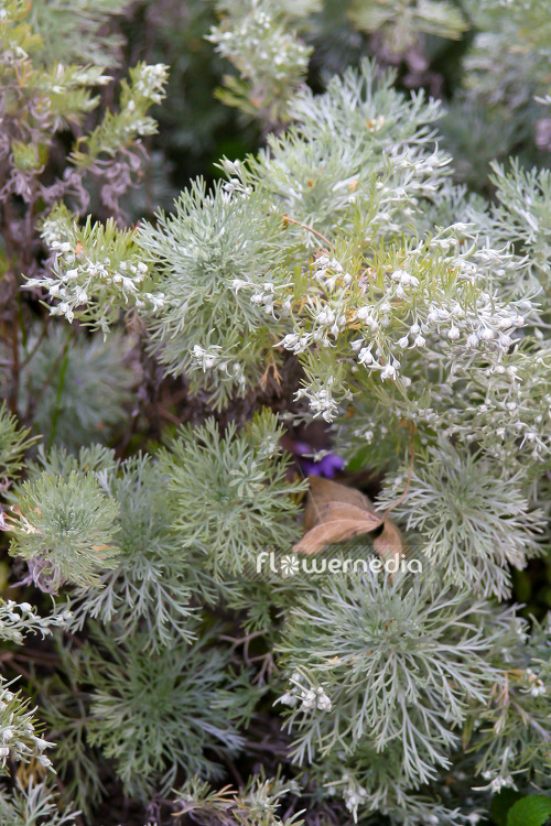 Artemisia schmidtiana 'Nana' - Dwarf Schmidt wormwood (102541)