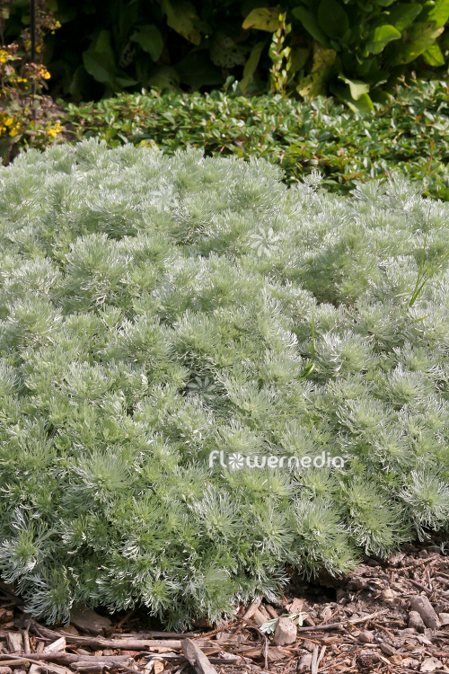Artemisia schmidtiana 'Nana' - Dwarf Schmidt wormwood (112857)