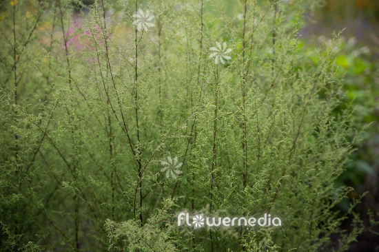 Artemisia scoparia - Redstern wormwood (112860)