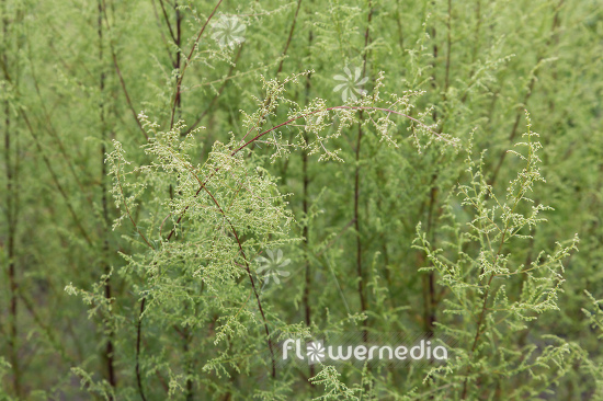 Artemisia scoparia - Redstern wormwood (112861)