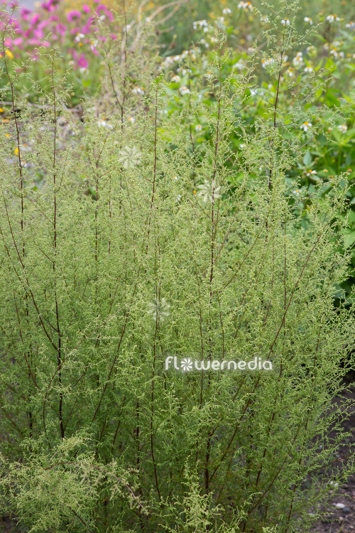 Artemisia scoparia - Redstern wormwood (112862)
