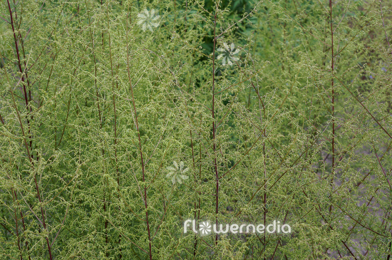 Artemisia scoparia - Redstern wormwood (112863)