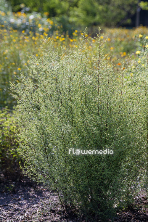 Artemisia scoparia - Redstern wormwood (112864)