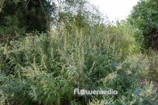 Artemisia tilesii - Tilesius' wormwood (112867)