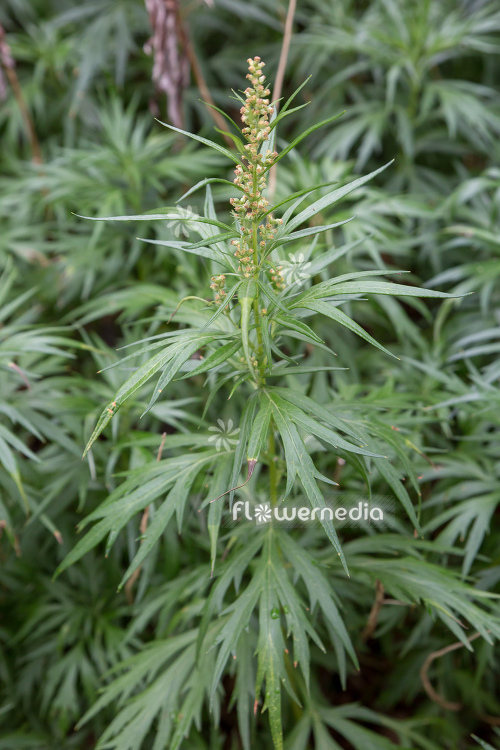 Artemisia tilesii - Tilesius' wormwood (112868)