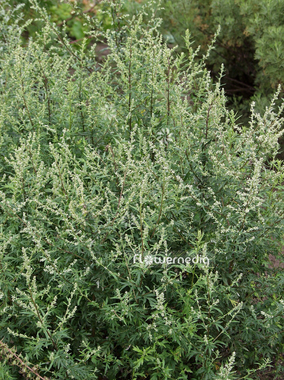 Artemisia vulgaris - Mugwort (100348)