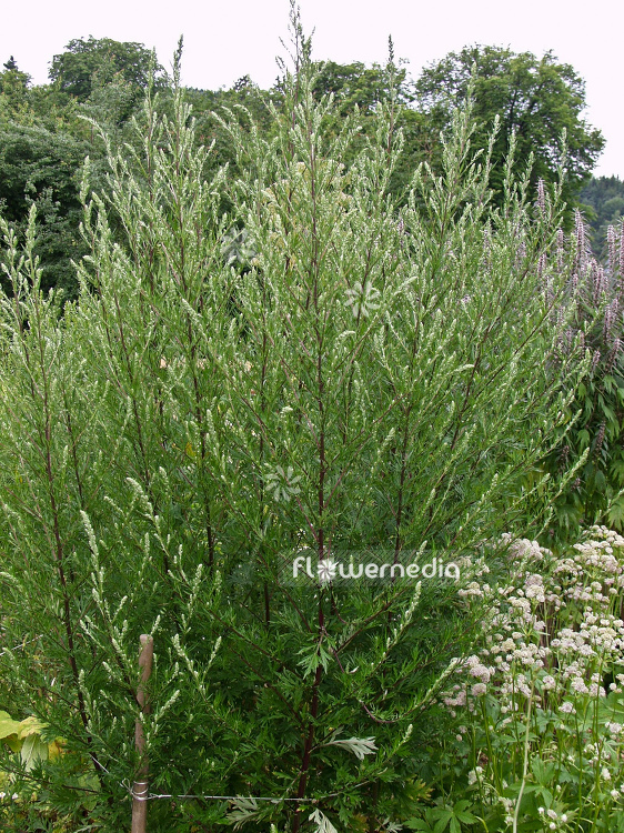 Artemisia vulgaris - Mugwort (100349)
