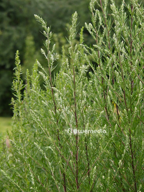Artemisia vulgaris - Mugwort (100350)