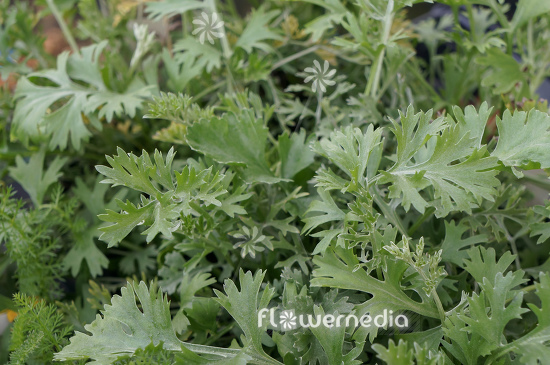 Artemisia vulgaris - Mugwort (112869)