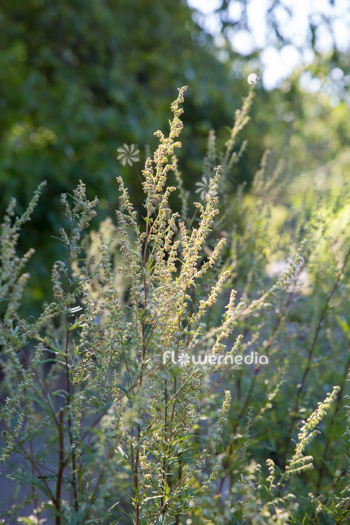 Artemisia vulgaris - Mugwort (112870)