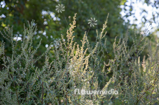 Artemisia vulgaris - Mugwort (112871)