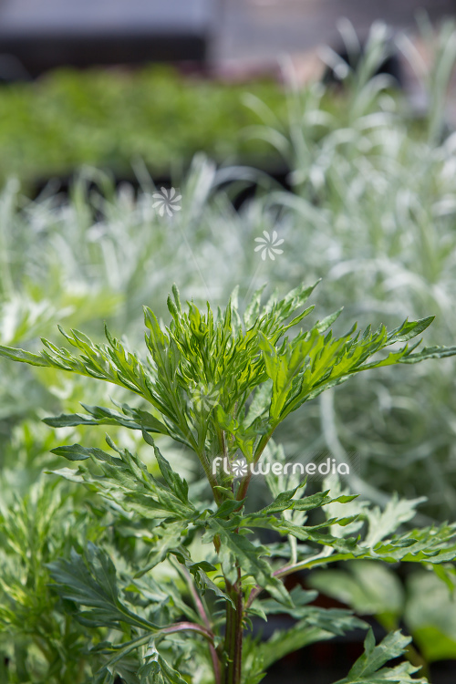 Artemisia vulgaris - Mugwort (112872)
