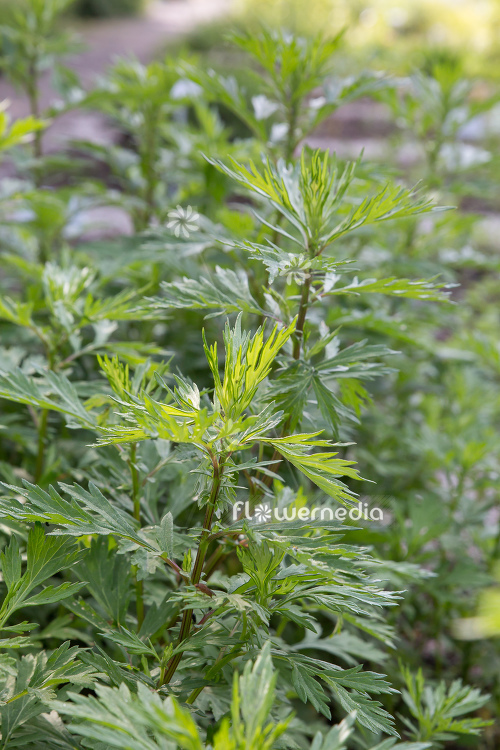 Artemisia vulgaris - Mugwort (112873)