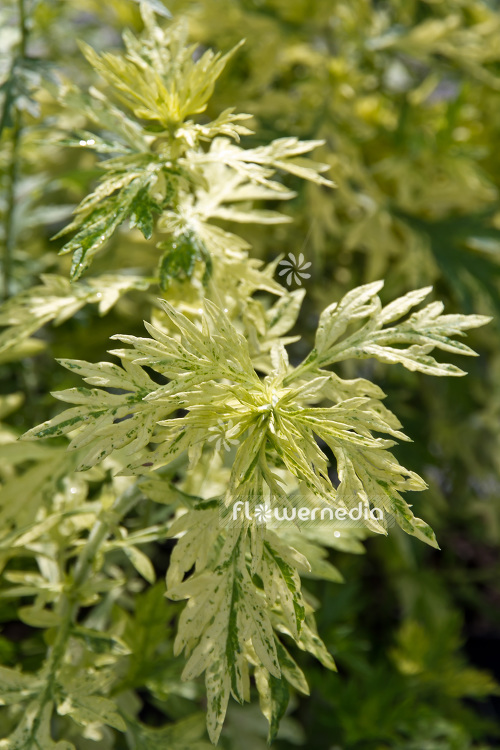 Artemisia vulgaris 'Oriental Limelight' - Ornamental mugwort (102545)
