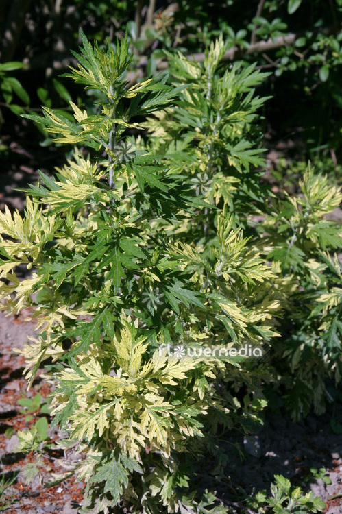 Artemisia vulgaris 'Oriental Limelight' - Ornamental mugwort (112351)