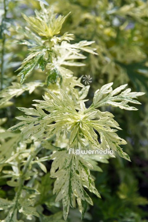Artemisia vulgaris 'Oriental Limelight' - Ornamental mugwort (112875)