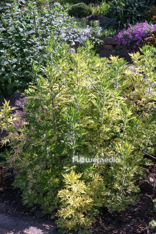 Artemisia vulgaris 'Oriental Limelight' - Ornamental mugwort (112876)