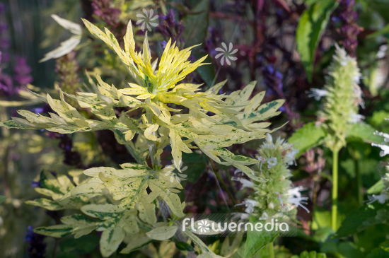 Artemisia vulgaris 'Oriental Limelight' - Ornamental mugwort (112877)