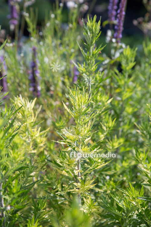 Artemisia vulgaris 'Oriental Limelight' - Ornamental mugwort (112878)