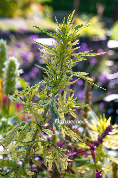 Artemisia vulgaris 'Oriental Limelight' - Ornamental mugwort (112879)