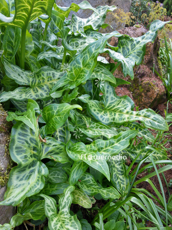 Arum italicum - Italian arum (102547)