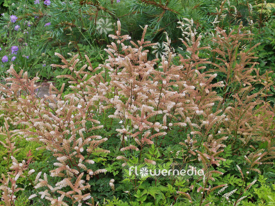 Aruncus aethusifolius - Dwarf goat's beard (100356)