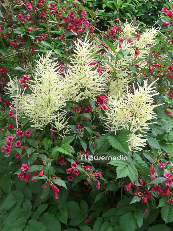 Aruncus dioicus - Goat's beard (100357)