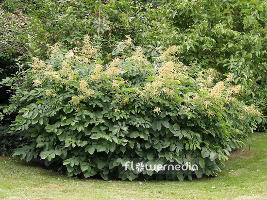 Aruncus dioicus - Goat's beard (100359)