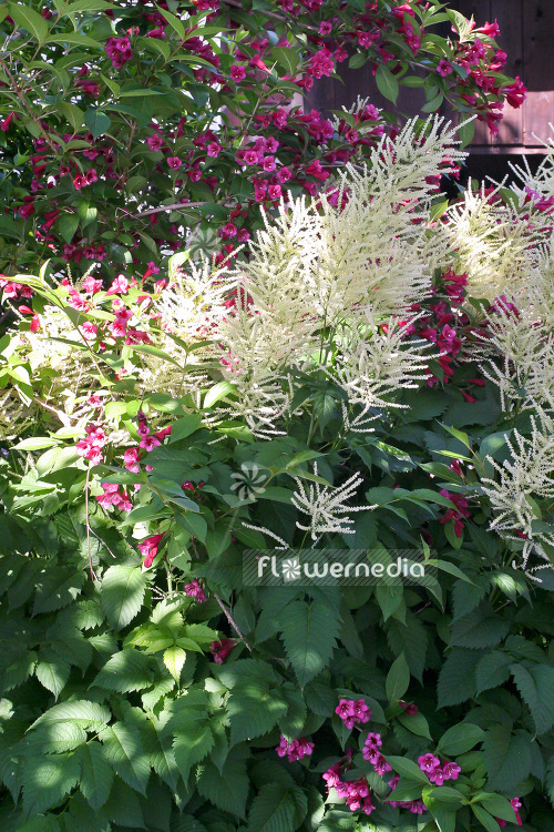 Aruncus dioicus - Goat's beard (102553)