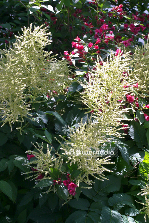 Aruncus dioicus - Goat's beard (102554)
