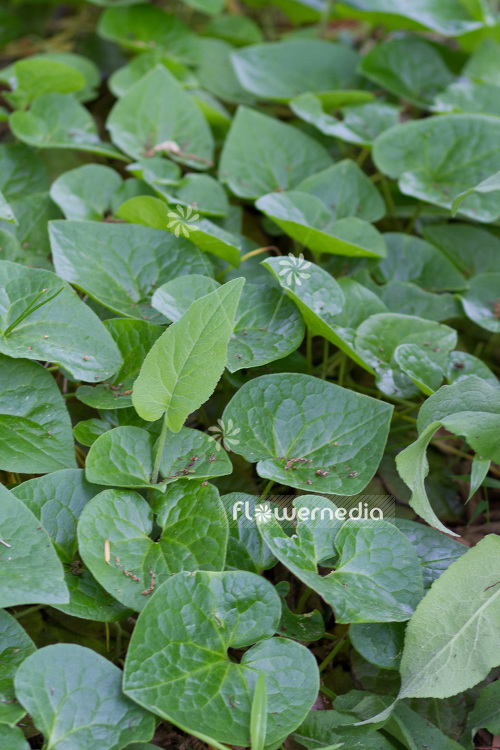 Asarum cardiophyllum - Heart-leaved hazelwort (102558)