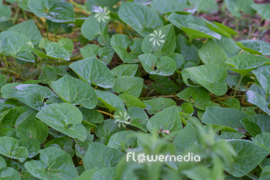Asarum cardiophyllum - Heart-leaved hazelwort (112941)