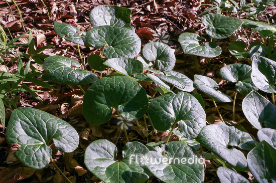 TÌNH YÊU CÂY CỎ  - Page 76 Stock-photo-asarum-cardiophyllum--heartleaved-hazelwort-112942-22250