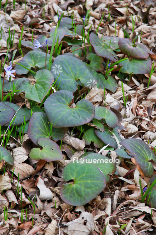 Asarum cardiophyllum - Heart-leaved hazelwort (112943)