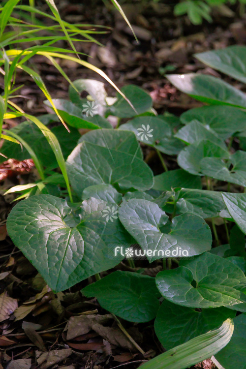 Asarum cardiophyllum - Heart-leaved hazelwort (112944)