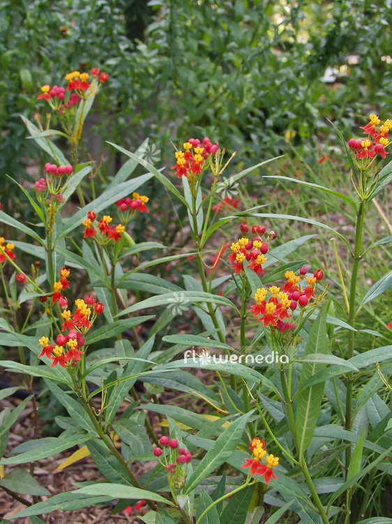 Asclepias curassavica - Mexican butterfly weed (100362)