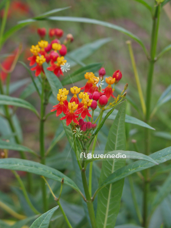 Asclepias curassavica - Mexican butterfly weed (100363)